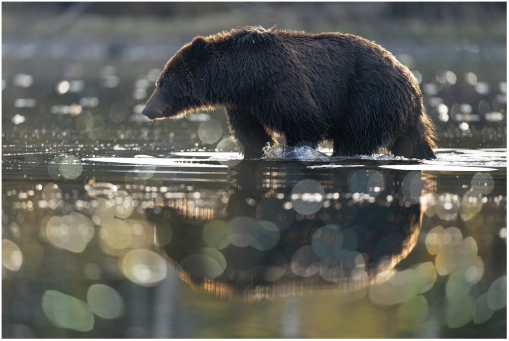 Photograph of wildlife beginning to wade through water